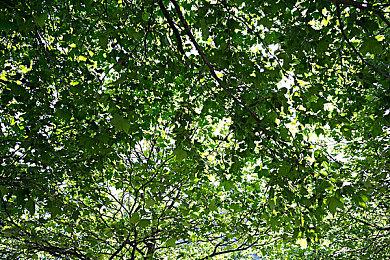 SE全新战略RPG《神领编年史》 在澳大利亚通过评级